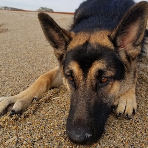 Meet your Posher, Regan - Picture 1 of 1